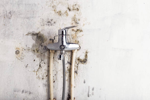 Mold Removal Process in Ozark, AR