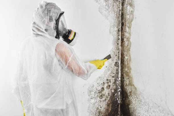 Best Affordable Mold Removal  in Ozk, AR