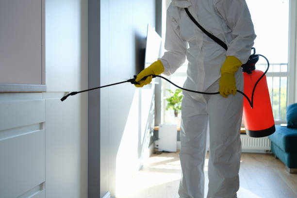 Attic Mold Removal in Ozark, AR