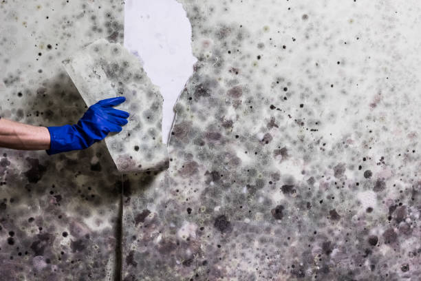 Best Toxic Mold Removal  in Ozk, AR